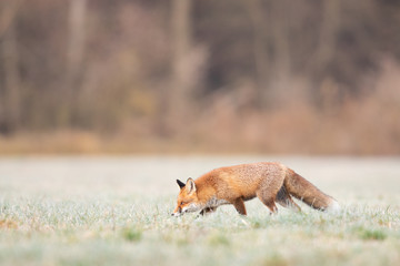 Wall Mural - Mammals - European Red Fox (Vulpes vulpes)