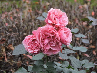 Wall Mural - pink roses in the garden, Helsinki