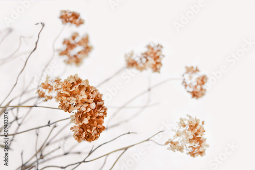Dekoracja na wymiar  suche-kwiaty-hortensji-hortensja-i-galazki-na-naturalnym-tle-sniegu-malownicza-zima