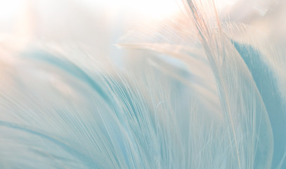 Image nature art of wings bird,Soft pastel detail of design,chicken feather texture,white fluffy twirled on transparent background wallpaper Abstract. Coral Pink color trends and  vintage.