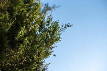 Wall Mural - Juniper tree, Evergreen juniper plant, cypress branches. Garden ornamental shrub