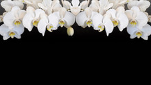 Beautiful White Orchids Isolated On Black Background Panorama Banner