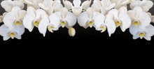Beautiful White Orchids Isolated On Black Background Panorama Banner