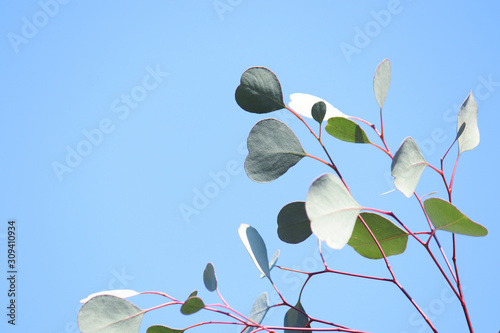 ハート型の葉を持つユーカリ ポポラス Stock Photo Adobe Stock