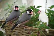 Two Grey-painted And One Albino Java Sparrow Birds With Bird Bands Sit On The Edge Of A Basket In The Greenhouse