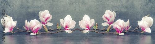 piekna-kwitnaca-magnolia-galaz-odizolowywajaca-na-popielatym-antracytowym-tlo-panoramy-sztandarze-dlugim