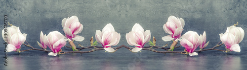 Obraz w ramie Beautiful blooming magnolia branch isolated on grey anthracite background panorama banner long