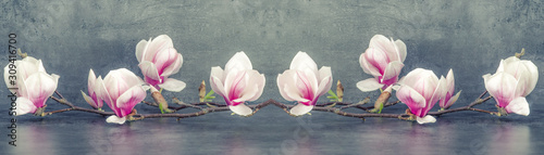 Naklejka - mata magnetyczna na lodówkę Beautiful blooming magnolia branch isolated on grey anthracite background panorama banner long