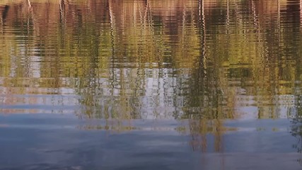 Wall Mural - Bright yellow aspen trees reflect in a lake during peak fall colors. Shimmering reflections are pained bright gold in the morning sun.