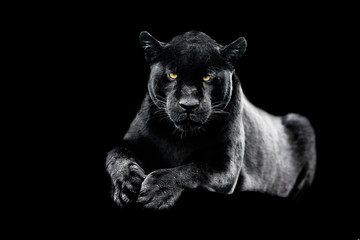 Leinwandbilder - Jaguar with a black background