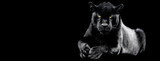 Fototapeta Fototapety ze zwierzętami  - Jaguar with a black background