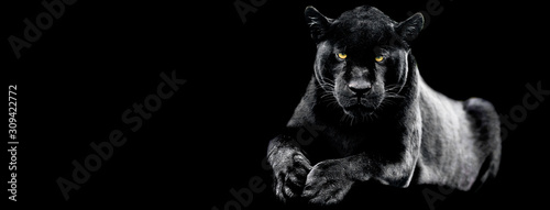 Photo Jaguar with a black background