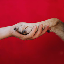 Owner Holding Dog Paw In Hand On Red Background