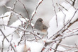 © Janice Higgins - Junco bird perched on a snow covered branch in wintertime