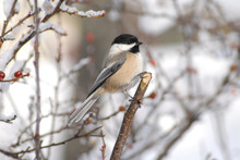 Chickadee Bird Perched On A Snow Covered Branch In Wintertime