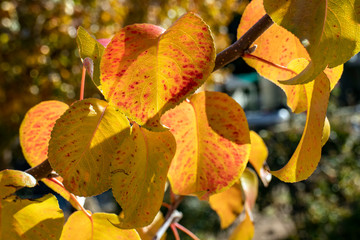 Wall Mural - Autumn Leaves 5