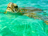 Fototapeta Tęcza - Swimming with the Turtles at Hooper's Bay ,Exuma