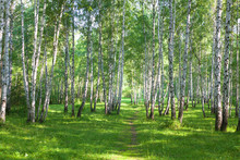 Beautiful Birch Forest In Summer