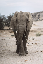An Elephant Walking Towards A Photographer And Eating A Branch From A Tree