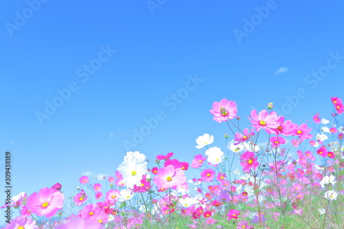 Garden Cosmos, Cloud, Grass field Tableau sur Toile