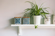 © Helen Rushbrook/Stocksy - Canisters and a plant on a kitchen shelf