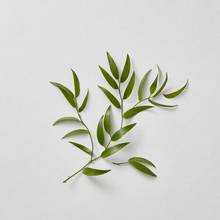 Fresh Green Branch Presented On A Gray Paper Background With Copy Space. Postcard Layout. Flat Lay