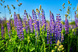 Fototapeta Lawenda - Purple summer lupine flowers in the meadow on a sunny day