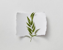 Empty Sheet Of Paper Decorated With Green Leaves And Twig On Gra
