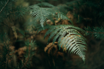 Fern tree leaf in forest