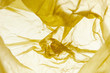 © Danil Nevsky/Stocksy - Wrinkles on yellow bag surface