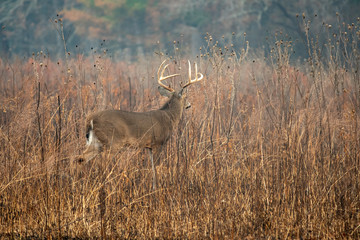 Wall Mural - Large whitetailed deer buck