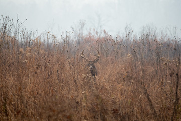 Wall Mural - Large whitetailed deer buck