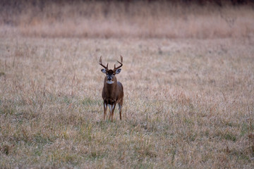 Poster - Large whitetailed deer buck