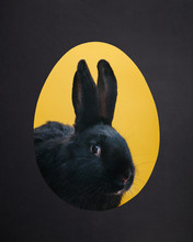 Cute Black Rabbit In A Hole. Easter Bunny.