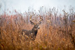© Tony Campbell - Large whitetailed deer buck