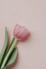 Pink Tulip Flower Diagonally On Coral Background