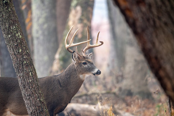 Poster - Large whitetailed deer buck