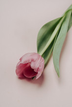 Pink Tulip On Coral Background