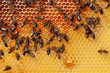 © Milles Studio/Stocksy - Bees filling cells with honey