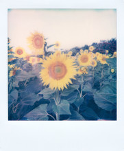 Sunflowers Plantation