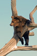 Bear climbing on the tree. Blue sky in background. Vintage sunny colors.