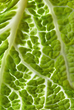 Macro Photo Of The Back Side Of A Green Leaf With Lettuce. Natural Layout