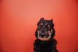 funny mixed breed dog portrait looking doubtful in front of a red wall