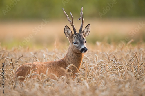 Cuadros en Lienzo Roebuck - buck (Capreolus capreolus) Roe deer - goat