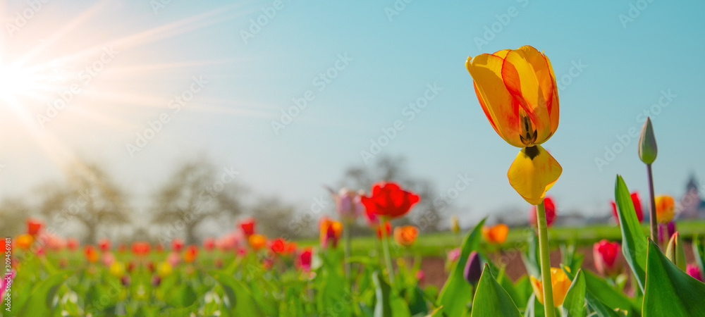 Panoramic landscape of blooming tulips field illuminated in spring by the sun - obrazy, fototapety, plakaty 