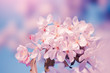 Tree beautiful flowers blossom. Spring nature background. Pastel colors