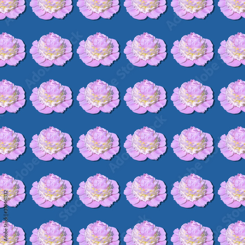 Pink peony flower with a yellow center on a blue background