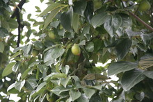 A Green Persimmon On A Tree