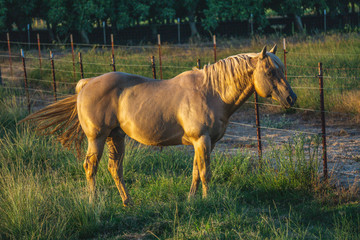 Chonk Horse on the Ranch