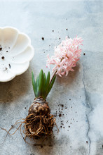 Unearthed Pink Hyacinth Bulb Flower